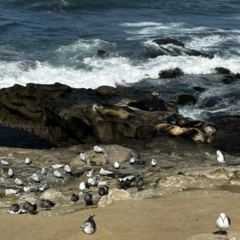 La Jolla Cove - Parks Near Me - La Jolla, California La Jolla Cove - Parks Near Me - La Jolla, California