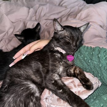 VCA East Bay Veterinary Emergency - My poor baby RIP - Emergency Pet Hospital Near Me - Antioch, California VCA East Bay Veterinary Emergency - My poor baby RIP - Emergency Pet Hospital Near Me - Antioch, California