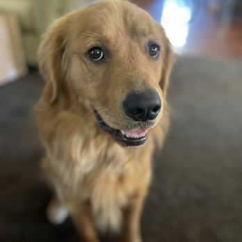 Wag n' Wiggle - Pet Boarding Near Me
