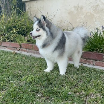 Ironmaya Pet Grooming - Pomsky name Mochi. @Mochi_and_Foxie - Pet Groomers Near Me - Arcadia, California Ironmaya Pet Grooming - Pomsky name Mochi. @Mochi_and_Foxie - Pet Groomers Near Me - Arcadia, California