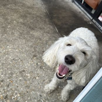 Jan's Place - Puppy - Breakfast & Brunch Near Me - Jensen Beach, Florida Jan's Place - Puppy - Breakfast & Brunch Near Me - Jensen Beach, Florida