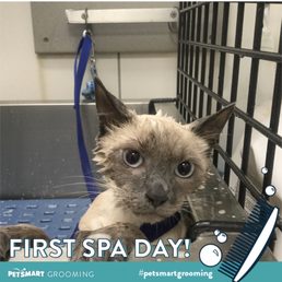 Does Petsmart Dog Grooming on Cats: What You Need to Know