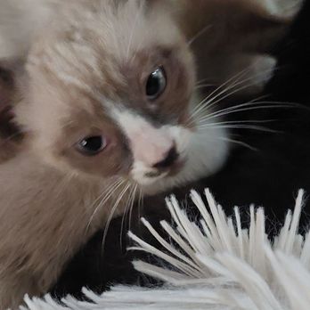 East Bay SPCA - Dublin - Siamese twins literally! They are cuddles! - Animal Shelters Near Me - Dublin, California East Bay SPCA - Dublin - Siamese twins literally! They are cuddles! - Animal Shelters Near Me - Dublin, California