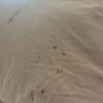 The Hoxton - moldy pillow - Hotels Near Me - Los Angeles, California The Hoxton - moldy pillow - Hotels Near Me - Los Angeles, California