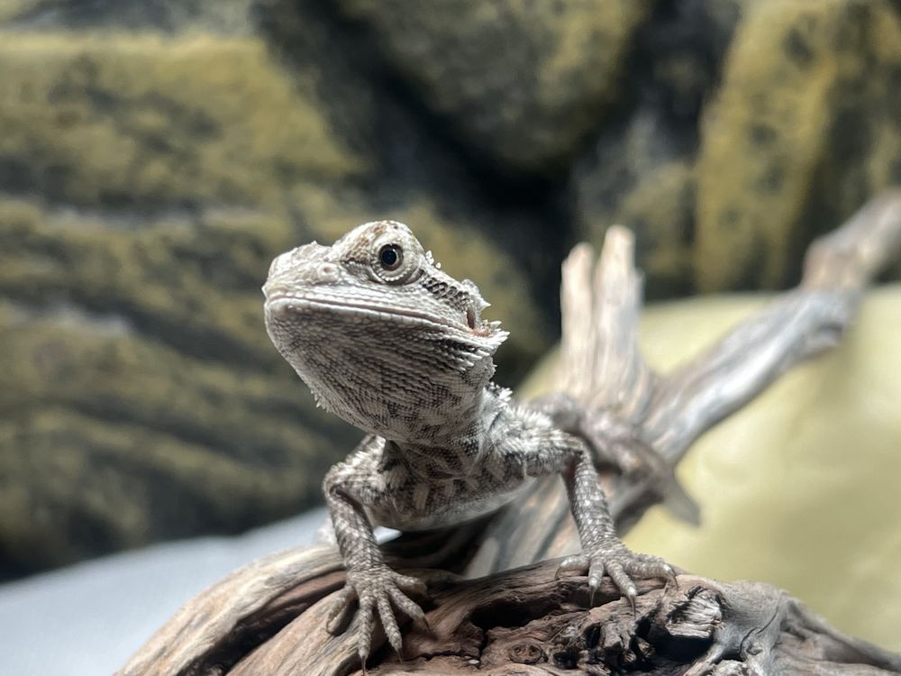 ARIZONA EXOTICS AND AQUATICS Updated August 2024 2710 N Glassford