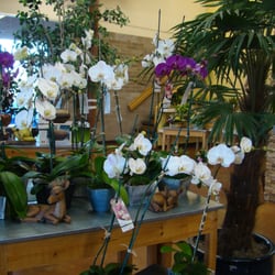 A vast selection of beautiful orchids to chose from!