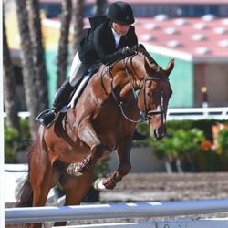 CJ Ranches - Showing for team Willson