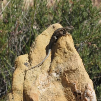 Ice Box Canyon - I'm always on the look out for these cute critters! - Hiking Near Me - Las Vegas, Nevada Ice Box Canyon - I'm always on the look out for these cute critters! - Hiking Near Me - Las Vegas, Nevada
