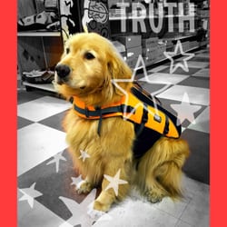 Grogan's Farm & Ranch - Polo is a retired show pup. He is a full blooded English Golden Retriever