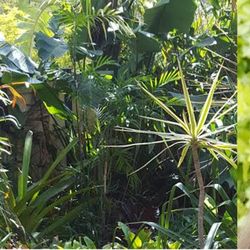 Yin Studio - Chinese medicine clinic set in lush rainforest garden setting