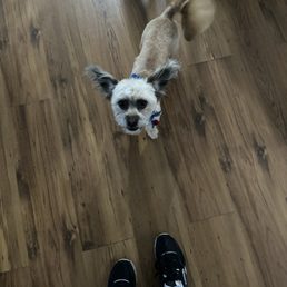 Dog Dog