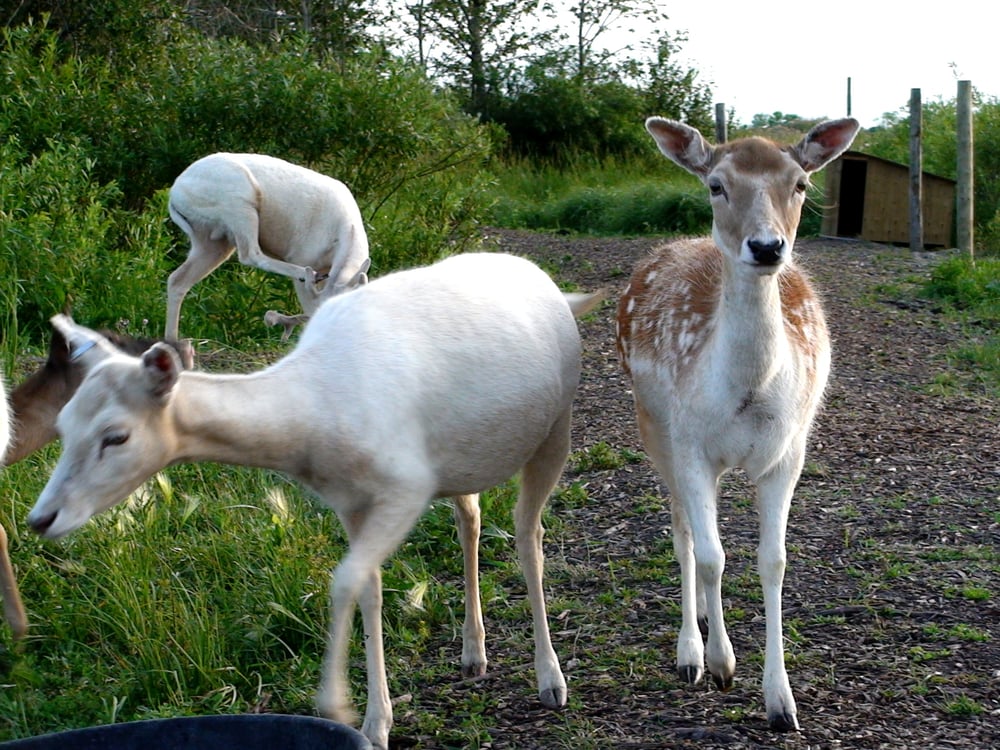 DEER MEADOW FARMS 10 Photos 21 155 Springfield Road, Winnipeg