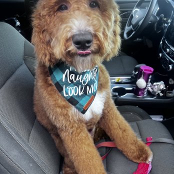 Patitas Grooming Y Accesorios - Pet Groomers Near Me - South Gate, California