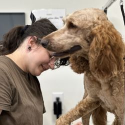 Dogtown Pet Spa - Grooming