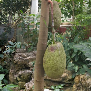 Brooklyn Botanic Garden - Jackfruit .. Big tree balls? - Botanical Gardens Near Me - Brooklyn, New York Brooklyn Botanic Garden - Jackfruit .. Big tree balls? - Botanical Gardens Near Me - Brooklyn, New York