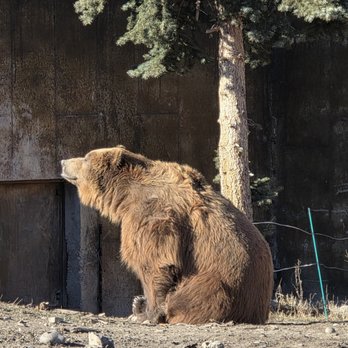 Montana Grizzly Encounter - Max - Amusement Parks Near Me - Bozeman, Montana Montana Grizzly Encounter - Max - Amusement Parks Near Me - Bozeman, Montana