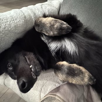 Las Vegas Spaw - Happy boy! - Pet Groomers Near Me - Las Vegas, Nevada