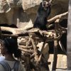San Diego Zoo 4-D Theater gift card