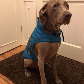 classy canines mobile grooming