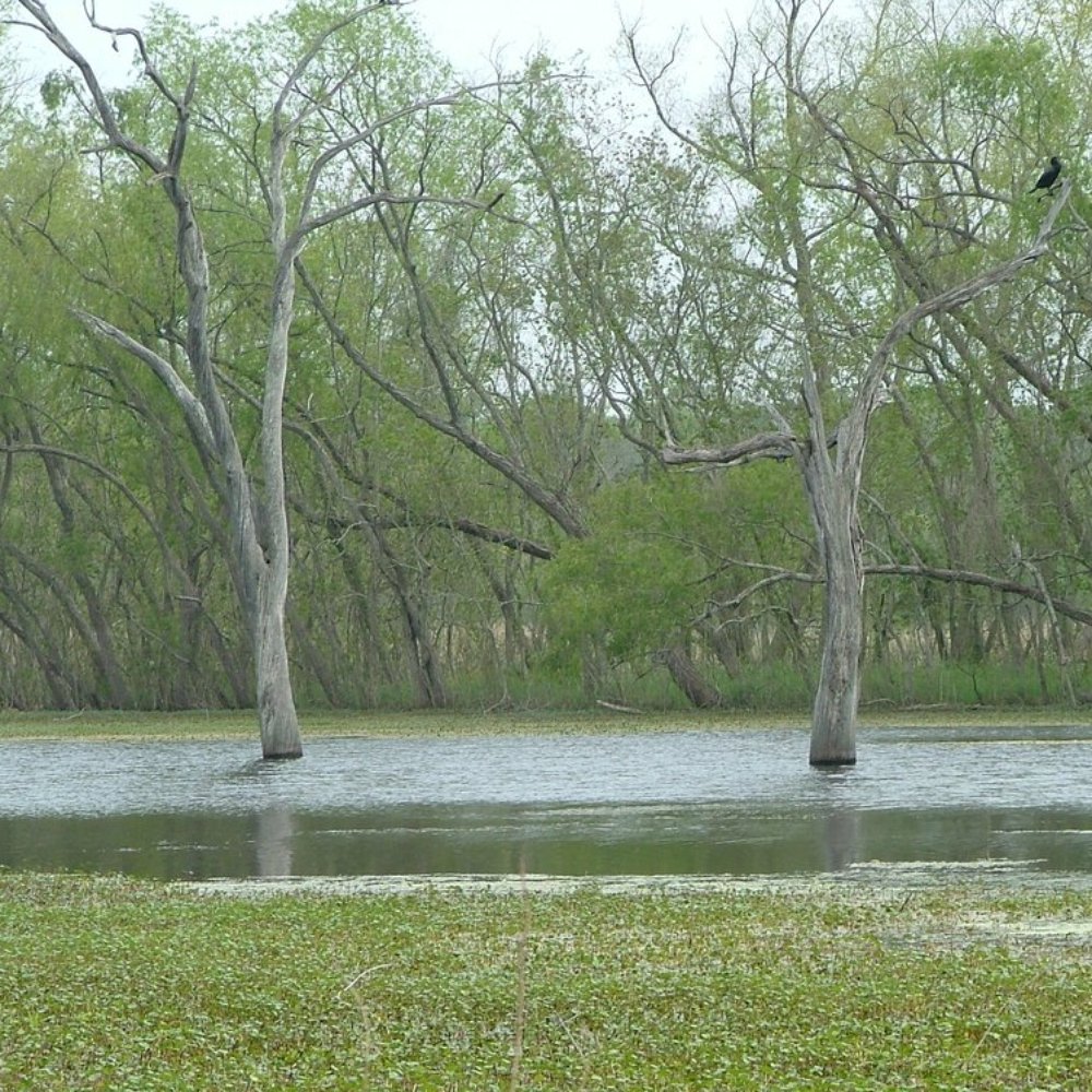 Brazos Bend State Park - Parks Near Me - Needville, Texas