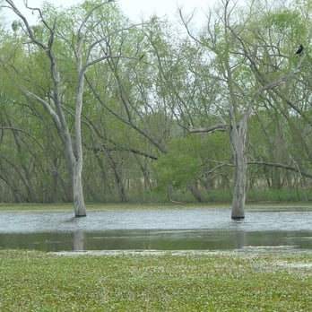 Brazos Bend State Park - Parks Near Me - Needville, Texas