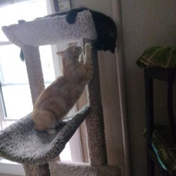 Petsakes - Just playing around on a rainy day.