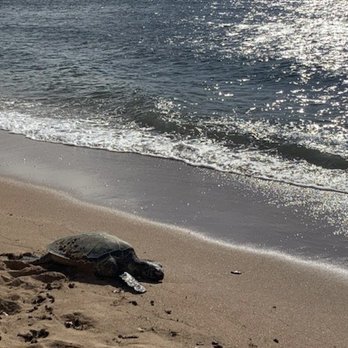 The Surf Bus - Sea Turtle we saw on the tour! - Tours Near Me - Honolulu, Hawaii The Surf Bus - Sea Turtle we saw on the tour! - Tours Near Me - Honolulu, Hawaii