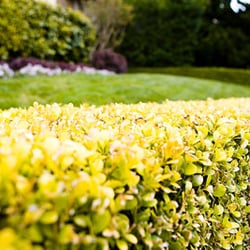 Professional Property Maintenance
