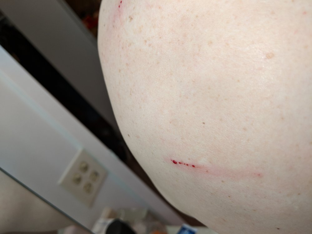 AEGIS PEST MANAGEMENT 2141 West North Ave, Evanston, Illinois Pest