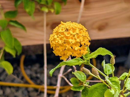 Buffalo and Erie County Botanical Gardens by null