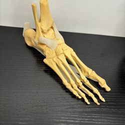 Great Lakes Foot and Ankle Institute