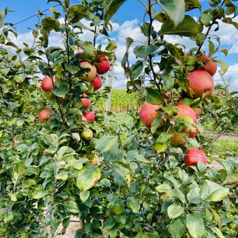 Appleland Farm Market - apples growing on trees - Farmers Market Near Me - Fredonia, Wisconsin Appleland Farm Market - apples growing on trees - Farmers Market Near Me - Fredonia, Wisconsin