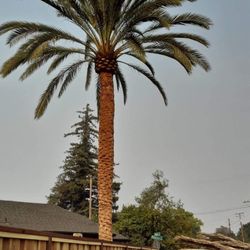 Menera Tree Service - Palm tree