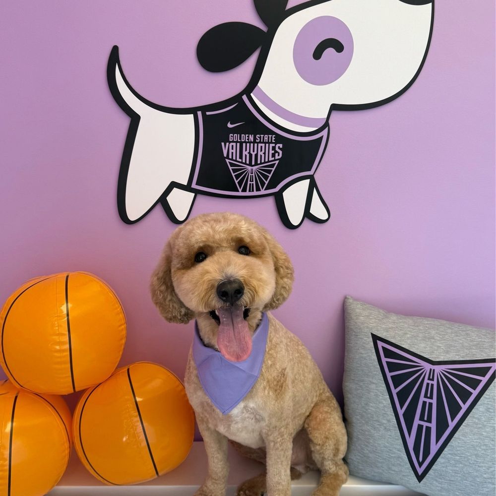 Pawssentials - Our doodle Teddy - Pet Groomers Near Me - Milpitas, California