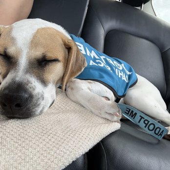 Oahu SPCA - End of our trip, she was ready to take a nap - Animal Shelters Near Me - Wahiawa, Hawaii Oahu SPCA - End of our trip, she was ready to take a nap - Animal Shelters Near Me - Wahiawa, Hawaii