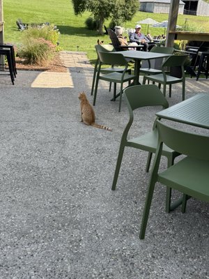 Dune Bird Winery by null