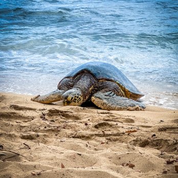Grand Tours Around Island - Turtle beach, seeing one of the old turtles crawling up the shore - Tours Near Me - Honolulu, Hawaii Grand Tours Around Island - Turtle beach, seeing one of the old turtles crawling up the shore - Tours Near Me - Honolulu, Hawaii