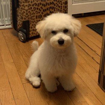 squeaky clean mobile grooming