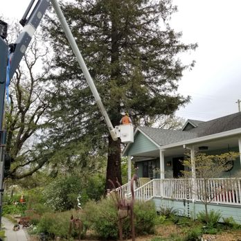 Fine Tree Care - Tree Services Near Me - Sebastopol, California