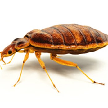 Pro-Pest Solutions - Pest Control Near Me - Waldport, Oregon Pro-Pest Solutions - Pest Control Near Me - Waldport, Oregon