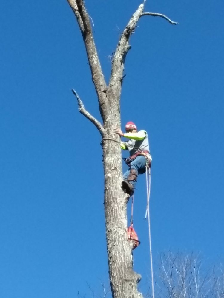 TLC Tree Service - tree service in Helena, AL