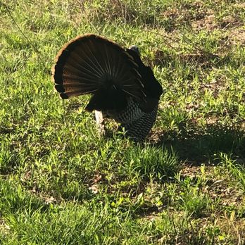 Elk and Bison Prairie - Turkey displaying :) - Parks Near Me - Golden Pond, Kentucky