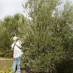 Bella Vista Ranch