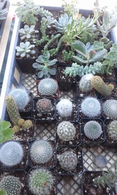 House Plants - A beautiful garden isn’t born overnight. It takes dedication, patience, and a love for the job. At Cat's Gardens, LLC in Saint Peters, MO, we help make your gardening experience easier by offering high-quality plants and one-of-a-kind customer care.