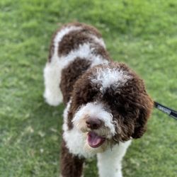 Woof Gang Bakery & Grooming McKinney - Beautiful boy