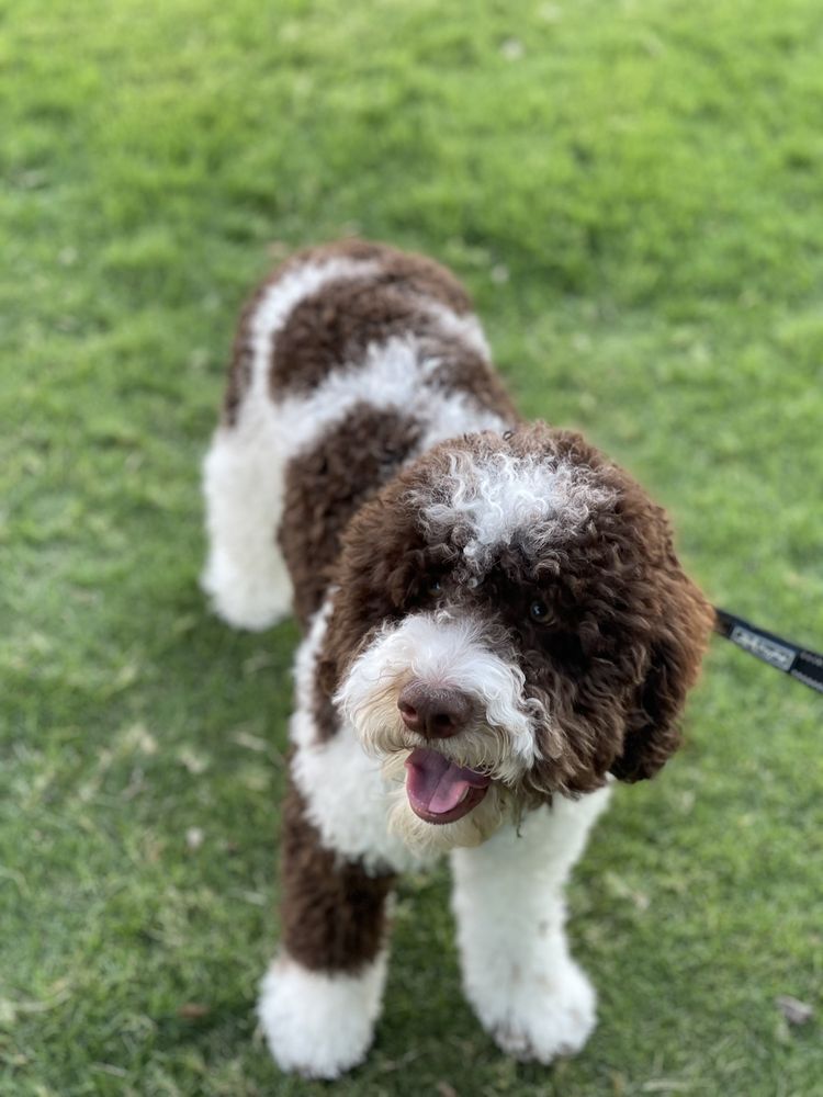 Woof Gang Bakery & Grooming McKinney
