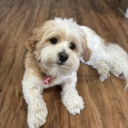 Central Coast Lymphedema - Havi, their therapy doggy