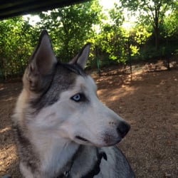 Jackson Heights Canine Recreation Wonderland - Snow