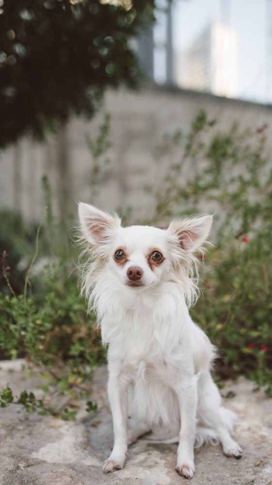 AUSTIN VETERINARY EMERGENCY AND SPECIALTY 52 Photos & 320 Reviews