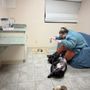 Photo of Tammie's Dog Services and Training